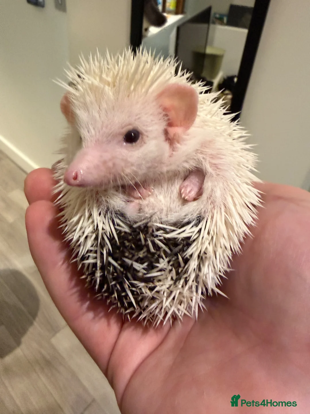 Pygmy Hedgehog rodents for sale: Weezy the Pygmy Hedgehog looking for a new home - Advert 5