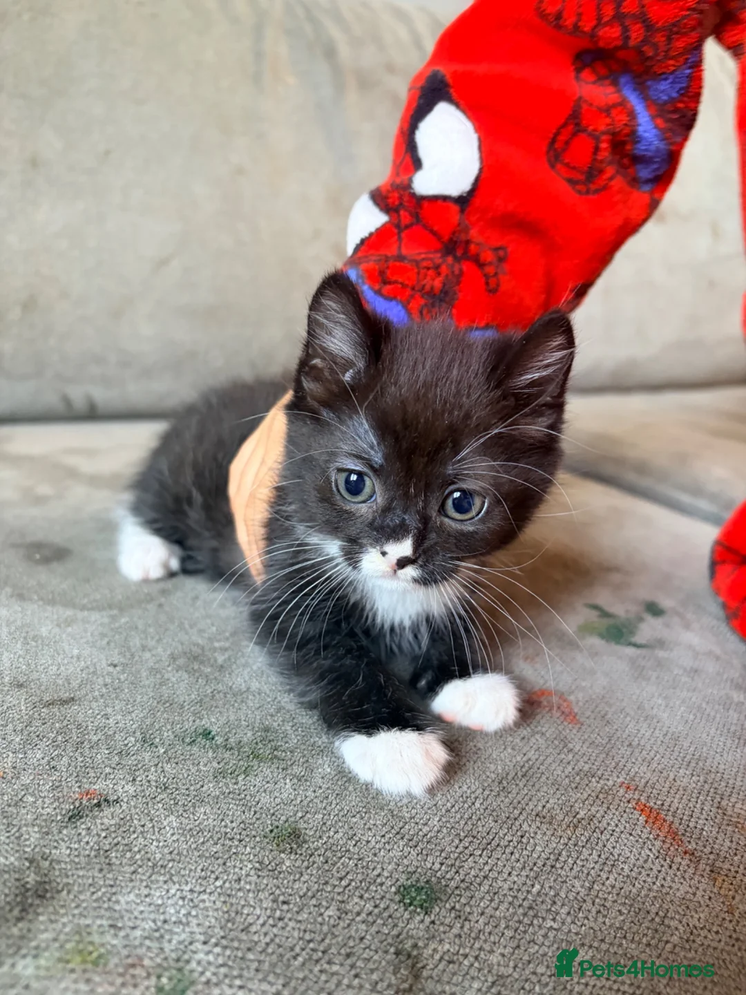 Mixed Breed cats for sale: Russian blue x Bengal female kitten  - Advert 2