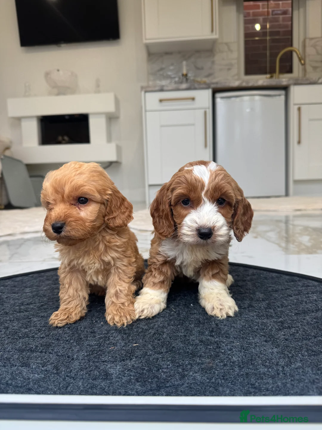 Cockapoo dogs for sale: F1 pra clear Cockapoos (council licensed breeder) - Advert 8