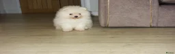 Pomeranian dogs for sale: Stunning White Female Pomeranian Puppy Available - Advert 1