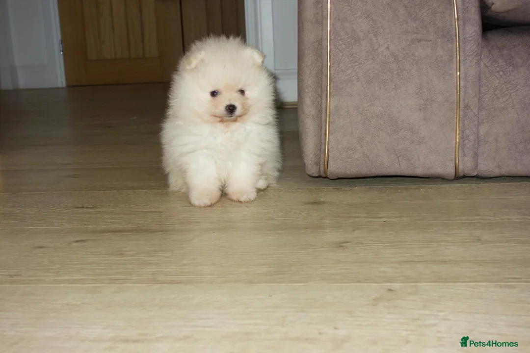 Pomeranian dogs for sale: Stunning White Female Pomeranian Puppy Available - Advert 1