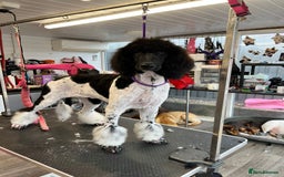 Sheepadoodle dogs for sale: Stunning Sheepadoodle puppies - Image 23