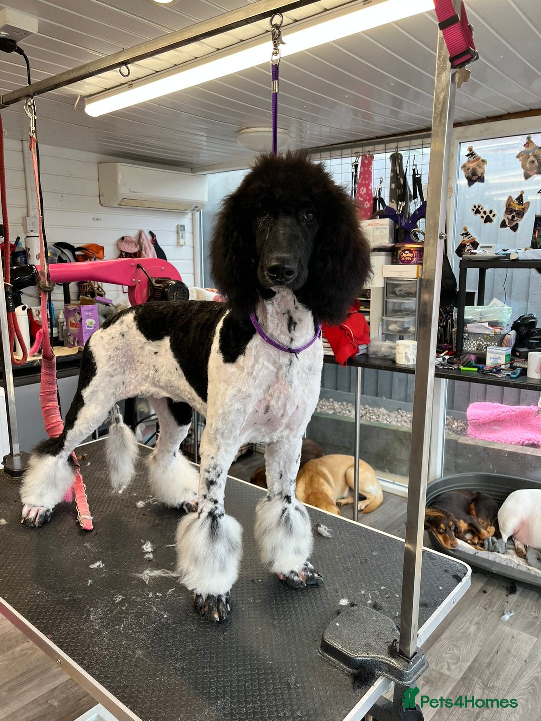 Sheepadoodle dogs for sale: Stunning Sheepadoodle puppies - Image 23