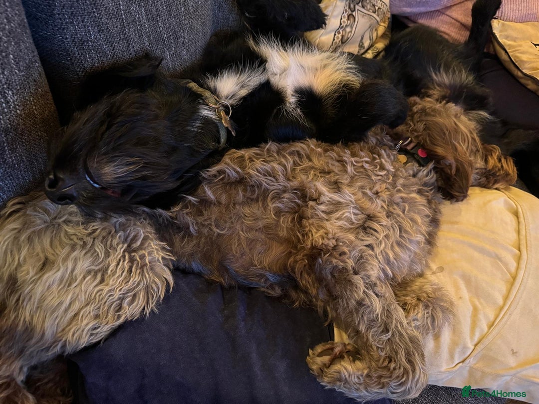 Labradoodle dogs for stud: F1b Miniature Labradoodle (Fully Health Tested) - Advert 27