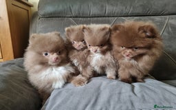 Pomeranian dogs for sale: Kc registered teddy bear pomeranians - Image 17