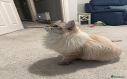 Siberian cats for sale: GCCF Registered Siberian Neva Masquerade Kittens - Image 8