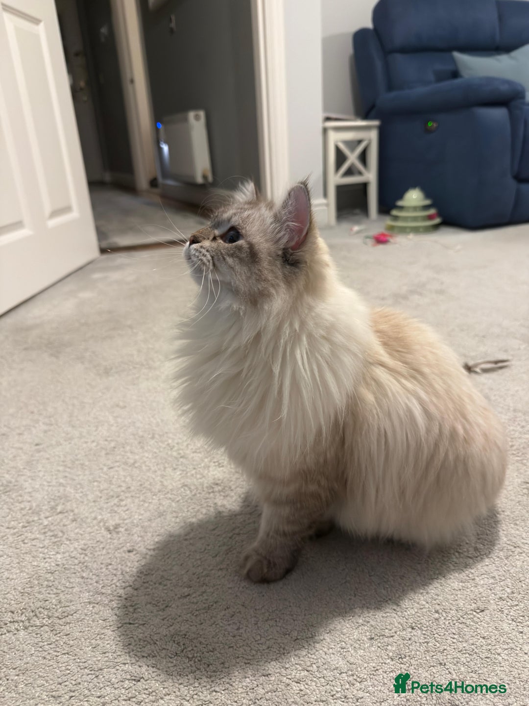 Siberian cats for sale: GCCF Registered Siberian Neva Masquerade Kittens - Image 8