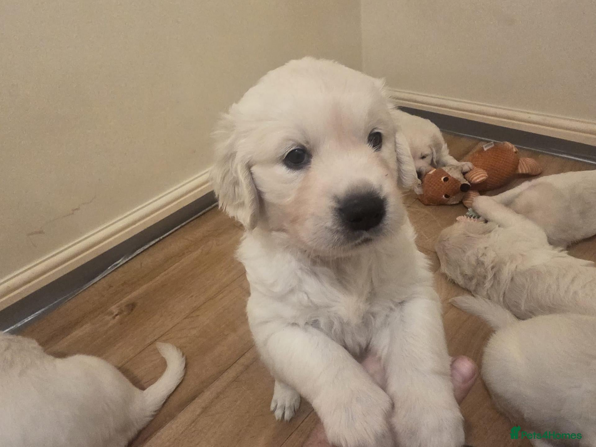 Golden Retriever dogs Beautiful golden retriever puppies  - Advert 17