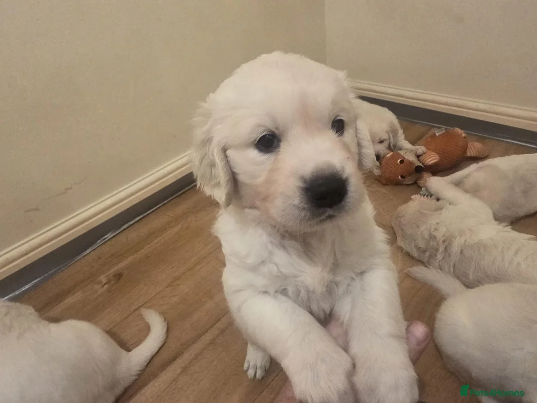 Golden Retriever dogs for sale: Beautiful golden retriever puppies  - Advert 1