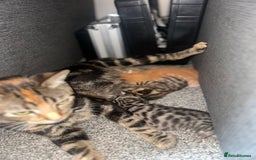 Manx cats for sale: Beautiful Banx Kittens  - Image 23