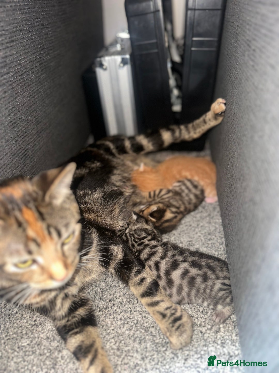 Manx cats for sale: Beautiful Banx Kittens  - Image 23