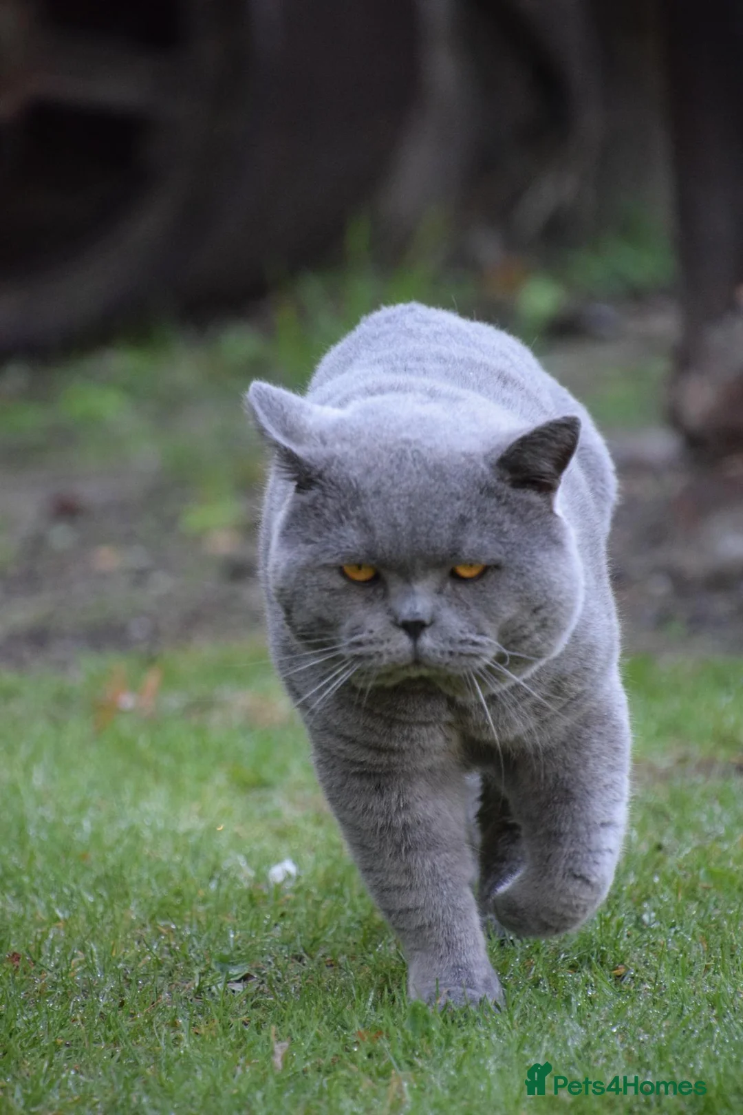 British Shorthair cats for sale: British Blue Kitten, ready! - Advert 7