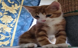 European cats for sale: Beautiful kittens looking good a home - Image 1