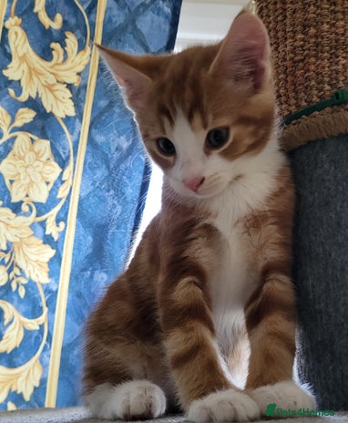 European cats for sale - Advert 2