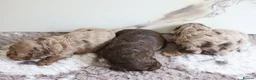 Cavapoo dogs for sale: F1 rare chocolate/choc Merle Cavapoo pups - Advert 5