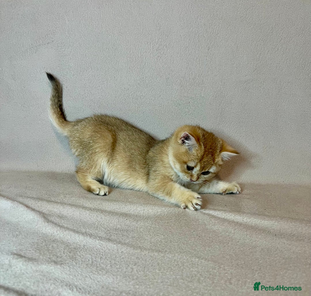 British Shorthair cats for sale: 🐾BSH Golden Kittens🐾  - Advert 36