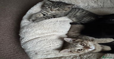 British Shorthair cats - Advert 13