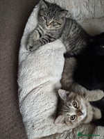 British Shorthair cats - Advert 7