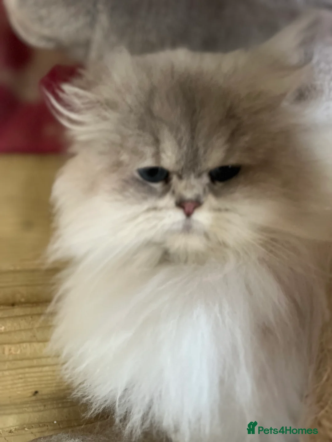 British Longhair cats for sale: Adult female British Longhair - Advert 6