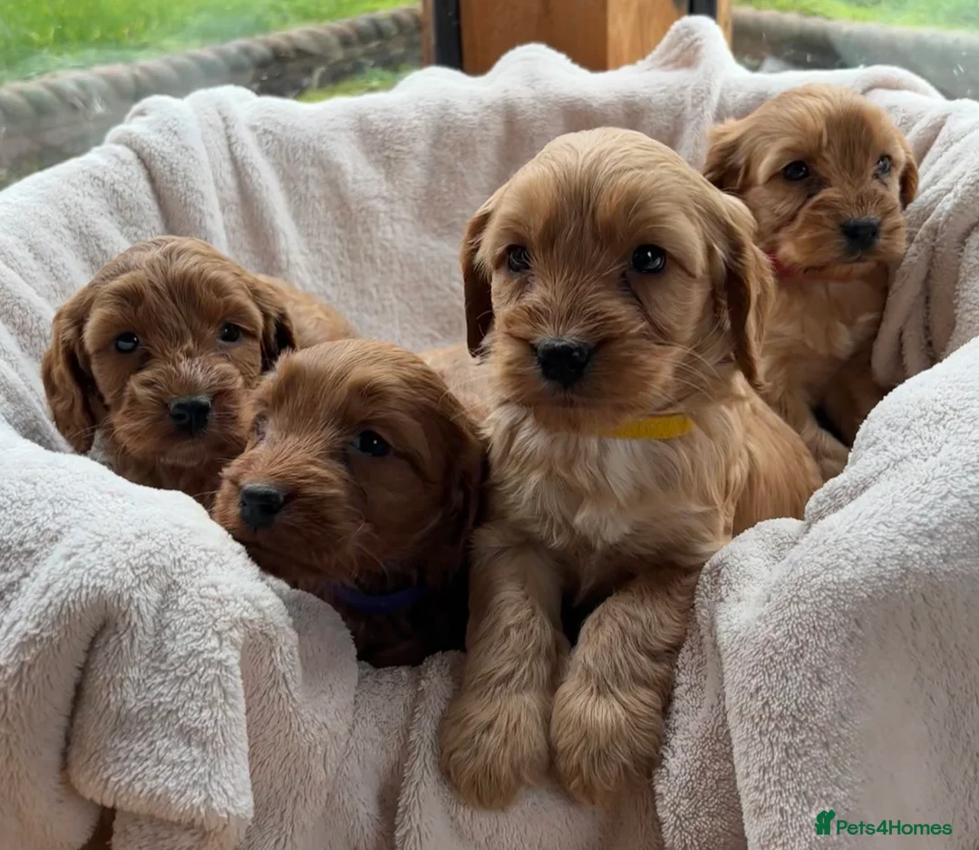 Cockapoo dogs for sale: Gorgeous F1 Cockapoo Puppies DNA Tested Parents - Advert 2