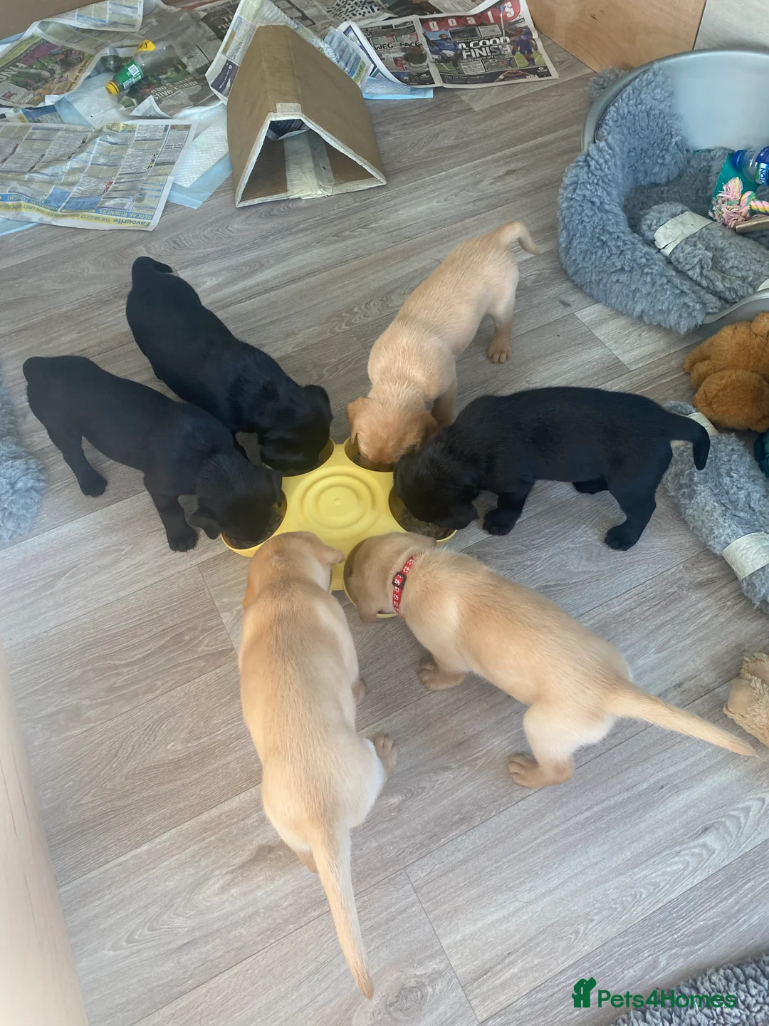 Labrador Retriever dogs for sale: Fully Health Tested KC Registered Labrador Puppy - Advert 8