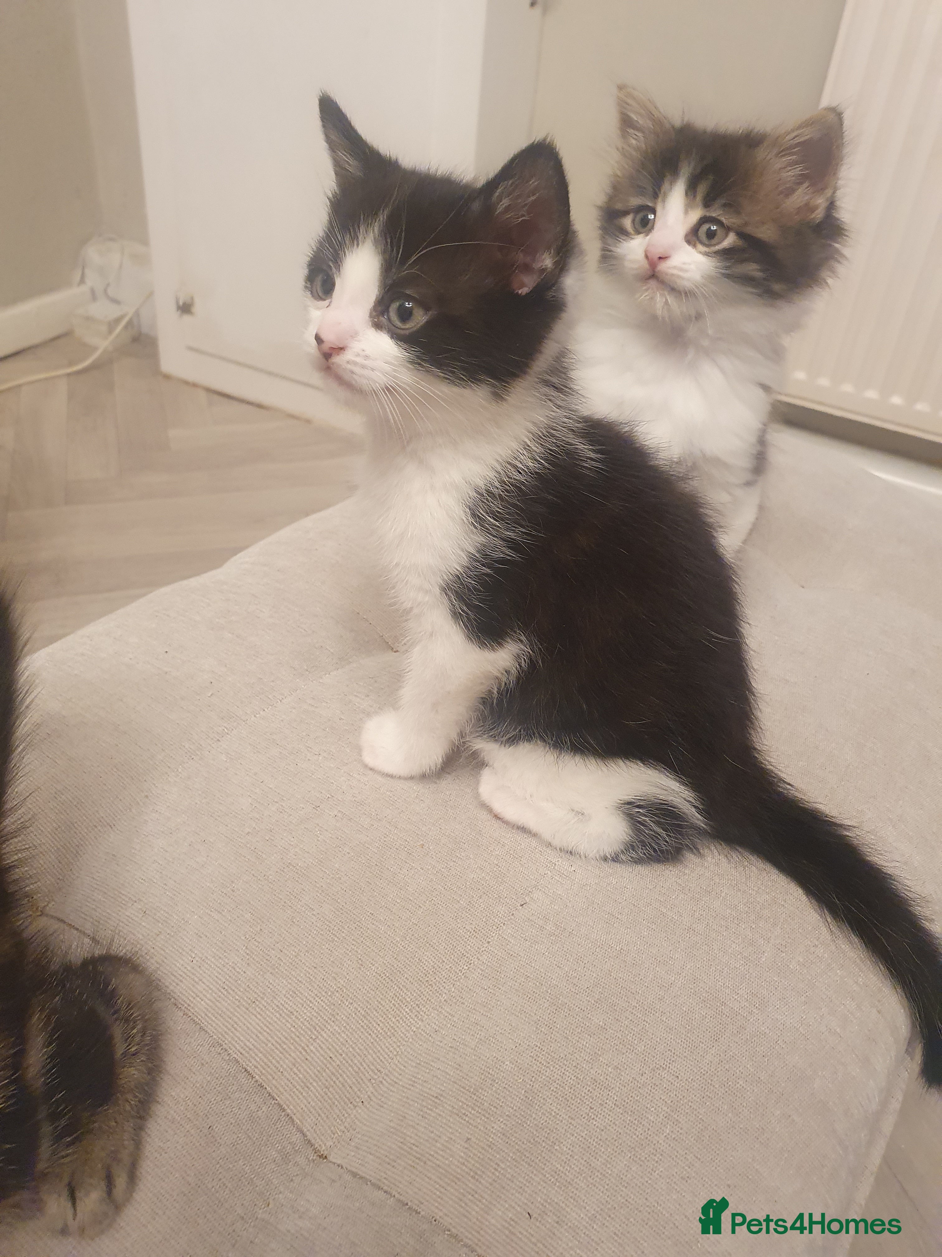 Mixed Breed cats Re added due to no show - Advert 1