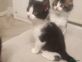 Mixed Breed cats Re added due to no show - Advert 1