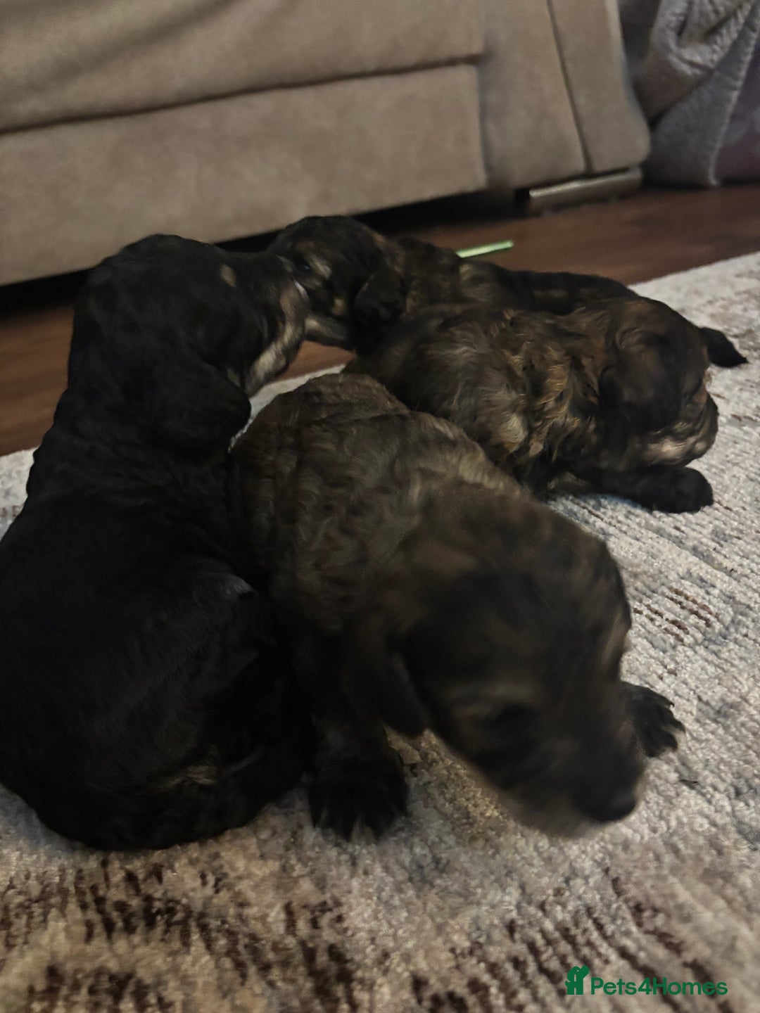 Poochon dogs for sale: Poochon F2Bs - Advert 7