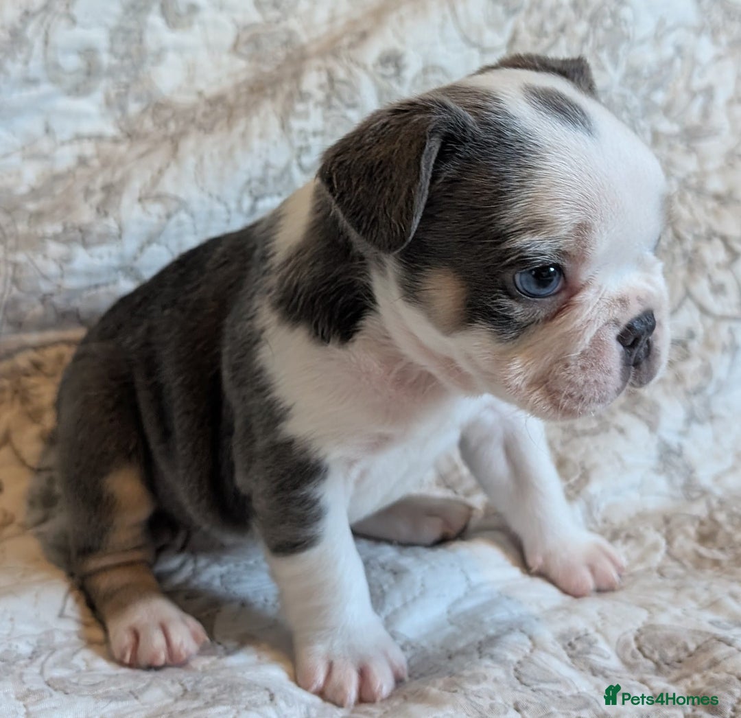 French Bulldog dogs for sale: Frenchie puppies  - Advert 7