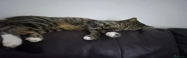 British Shorthair 1