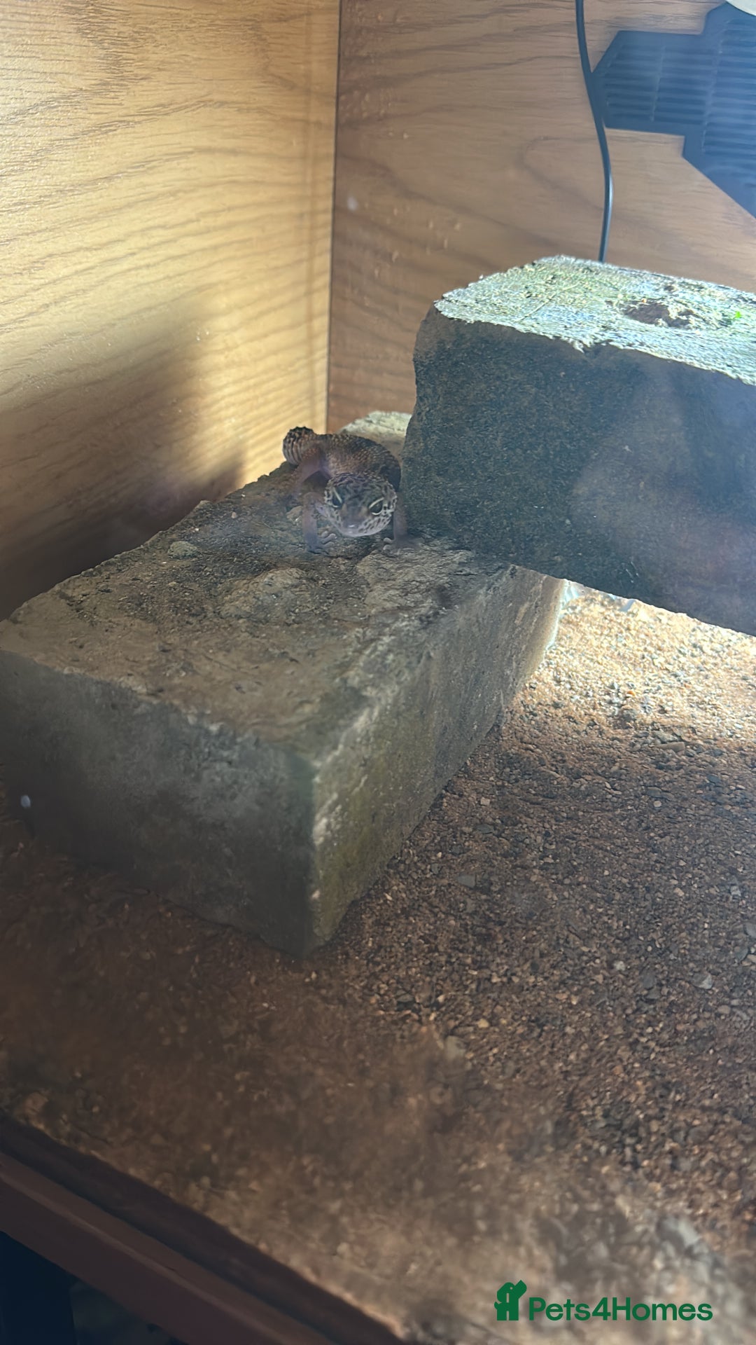 Leopard Gecko reptiles for sale: Baby leopard gecko for sale - Advert 1