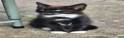 Domestic Shorthair cats for sale: Beautiful Female Black & Brown Tuxedo Kitten - Advert 2