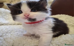 Ragdoll cats for sale: Ragdoll x BSH kittens (individually priced) - Image 8