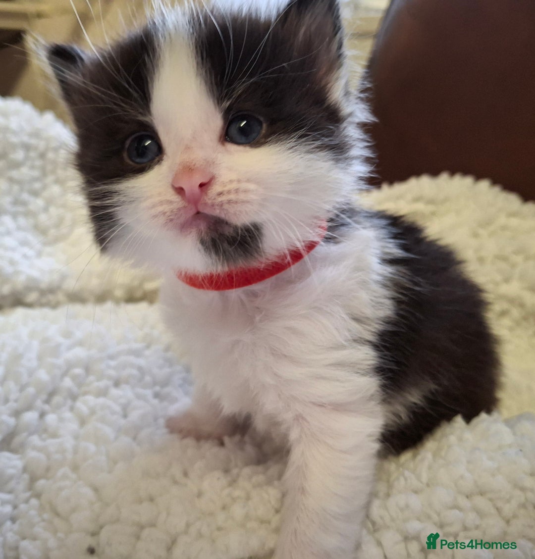 Ragdoll cats for sale: Ragdoll x BSH kittens (individually priced) - Image 8