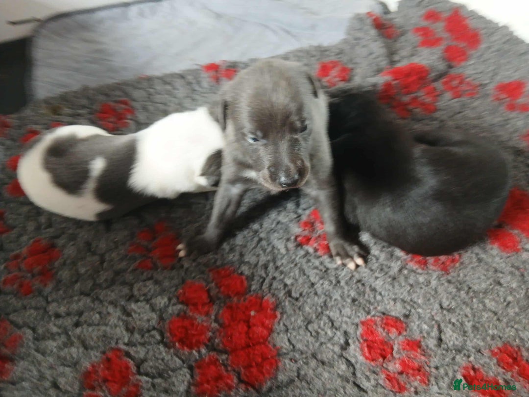 Whippet dogs for sale: Beautiful blue whippet puppy - Image 4
