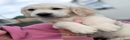 Golden Retriever dogs for sale: Golden retrievers - Advert 9