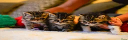 Persian cats for sale: Exotic Persian kittens  - Advert 32