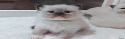 Ragdoll cats for sale: Raised with Love, looking for Forever homes - Advert 24