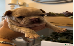 French Bulldog dogs for sale: French Bulldog Puppies - 1 Boy & 3 Girls - Image 3