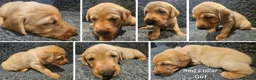 Labrador Retriever dogs for sale: Stunning Red Fox Labs : Health Checked-KC Reg-FTCH - Advert 6