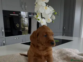 Goldador dogs Fantastic very dark fox Red Goldadors - Advert 1