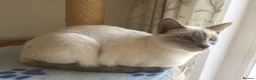 Siamese cats for sale: Traditional seal point siamese female kitten - Advert 3