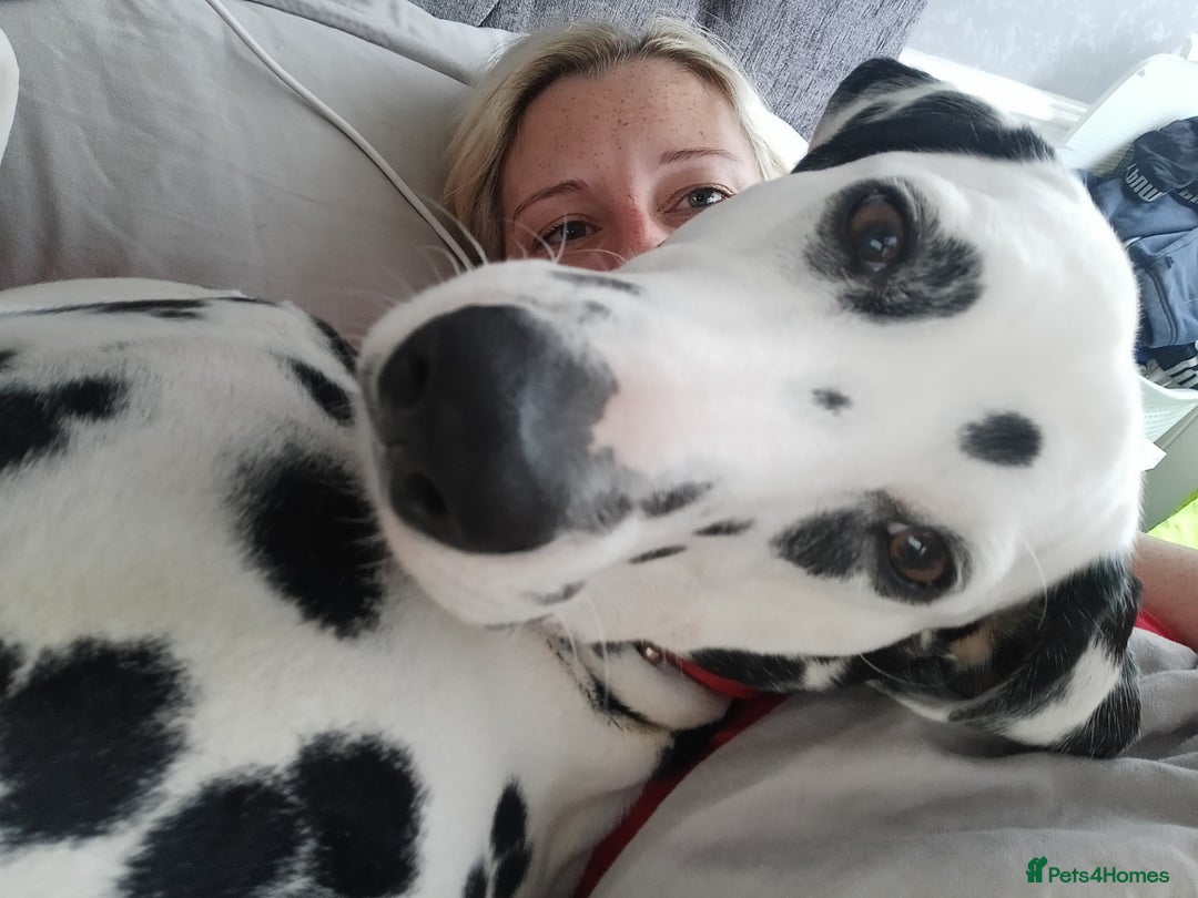 Dalmatian dogs for sale: Dalmatian puppies for sale - Advert 4