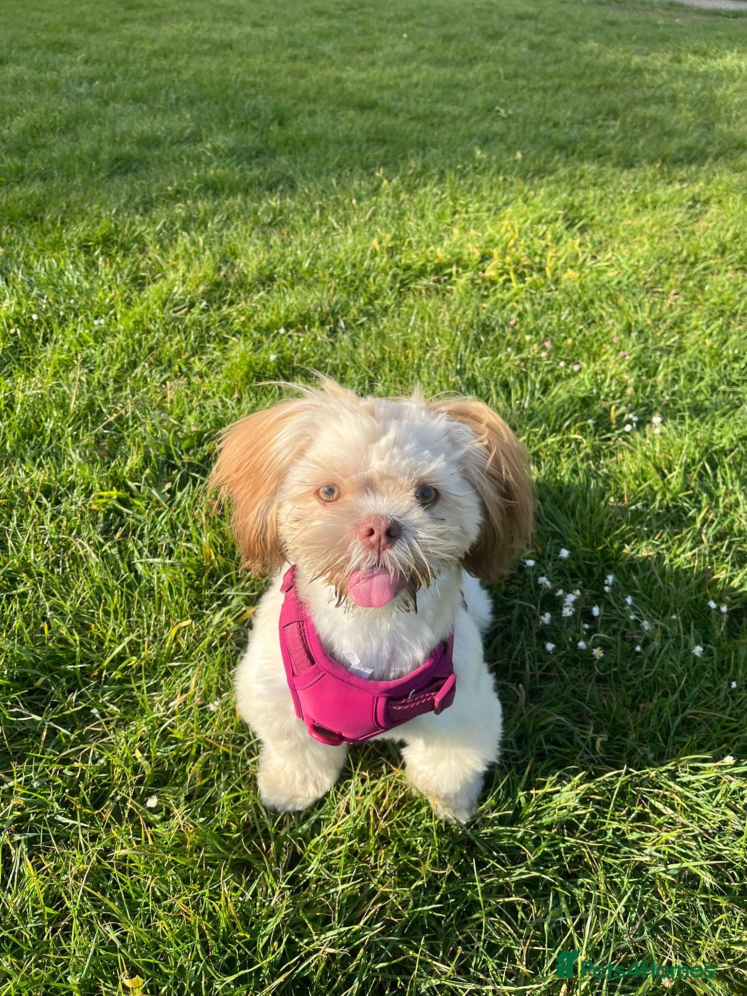 Shih Tzu dogs for sale: 8 month old Lilac Shih Tzu  in Broadstairs - Advert 3
