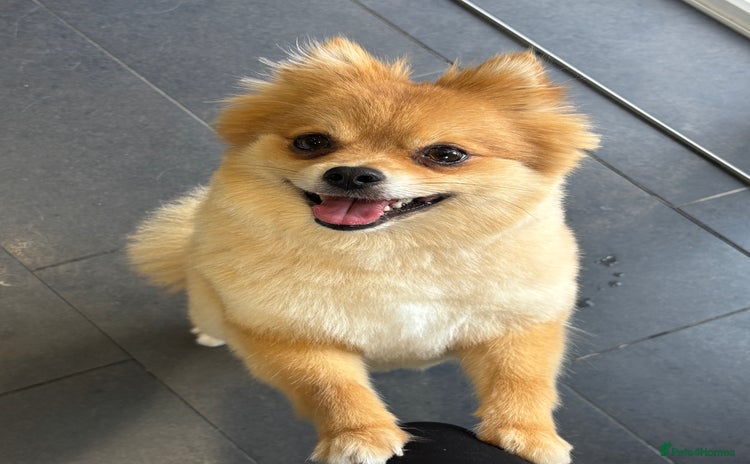 Pomeranian dogs - Advert 10