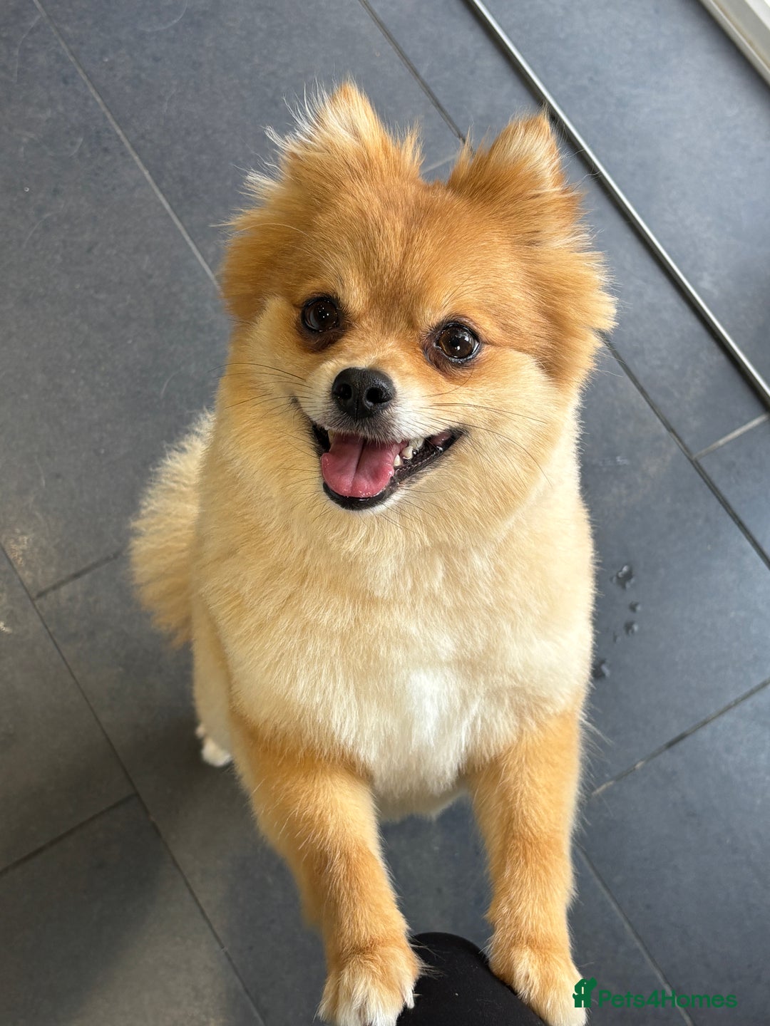 Pomeranian dogs for sale: Looking for homes  - Image 1