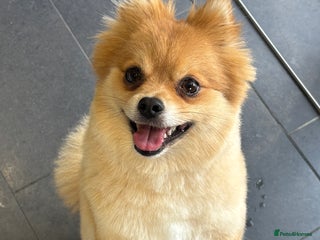 Pomeranian dogs - Advert 1