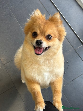 Pomeranian dogs - Advert 1