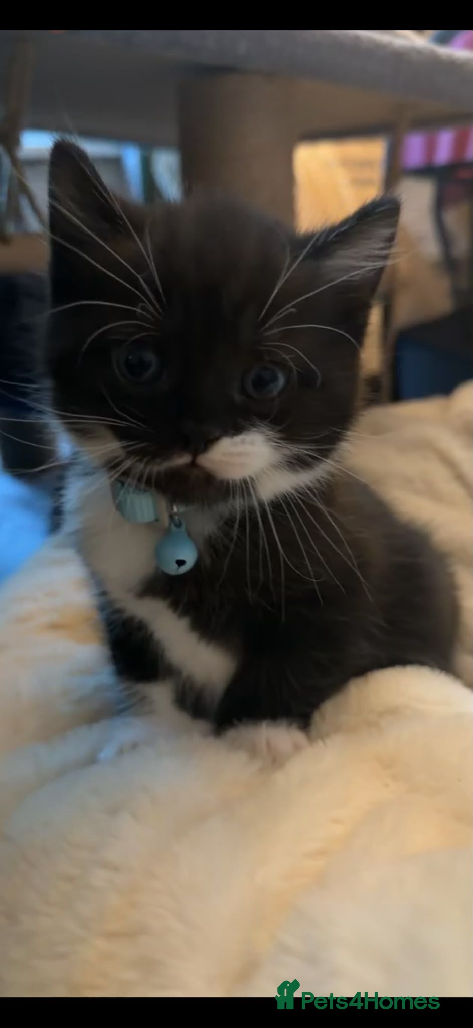 British Shorthair cats Beautiful British short hair cross kittens - Advert 1