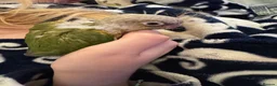 Conures birds for sale: Tamed baby conures - Advert 6